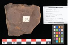 Foto (Objekt + Etikett) von Quercus palaeoilex Ettingshausen (NHMW-GEO-2024-0188-0876)